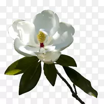 开花植物电脑图标木兰科女佣服务-木兰-空若网 开花植物电脑图标木兰科女佣服务-木兰-空若网