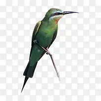 绿色小鸟-空若网 绿色小鸟-空若网