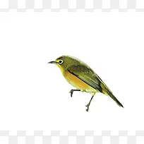 鸟 翠鸟 动物-空若网 鸟 翠鸟 动物-空若网