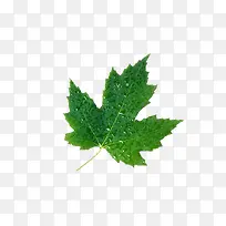 ��Ҷ�����ز�-������