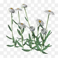 花卉素材手绘装饰图片-空若网 花卉素材手绘装饰图片-空若网