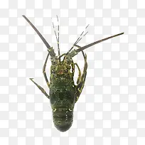 新鲜龙虾广告设计-空若网 新鲜龙虾广告设计-空若网