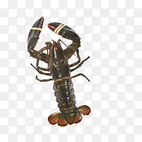 新鲜龙虾海报设计-空若网 新鲜龙虾海报设计-空若网