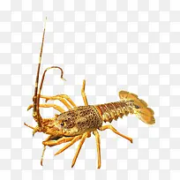 进口小龙虾设计素材-空若网 进口小龙虾设计素材-空若网