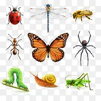 昆虫矢量图-空若网 昆虫矢量图-空若网