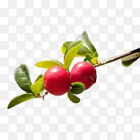 春日嫩芽果子-空若网 春日嫩芽果子-空若网