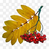 vɽ�-������