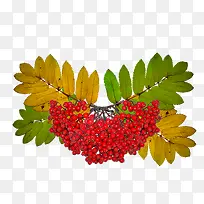 山楂-空若网 山楂-空若网