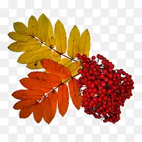 山楂-空若网 山楂-空若网