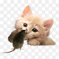 卡通动物卡通 猫和老鼠-空若网 卡通动物卡通 猫和老鼠-空若网