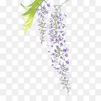 紫色铃兰花手绘插画-空若网 紫色铃兰花手绘插画-空若网