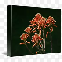 芦荟精艺版画多汁植物肉质边界-空若网 芦荟精艺版画多汁植物肉质边界-空若网