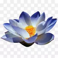 埃及荷花插花艺术-睡莲-空若网 埃及荷花插花艺术-睡莲-空若网