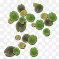 墨尔本量化有机体仍有生命后期生产-水百合-空若网 墨尔本量化有机体仍有生命后期生产-水百合-空若网