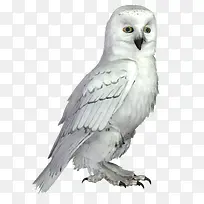 ��ɫèͷӥ-������