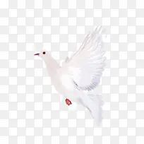 白色手绘鸟-空若网 白色手绘鸟-空若网