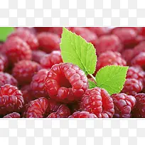 桑葚桑仁水果美味-空若网 桑葚桑仁水果美味-空若网