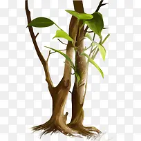 ��ľ��֦-������