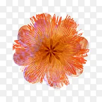 ��ɫӡ��С��-������