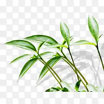 高清摄影草本植物质感光效-空若网 高清摄影草本植物质感光效-空若网