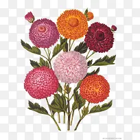 菊花插画-空若网 菊花插画-空若网