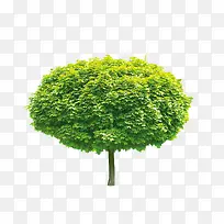 绿色的树-空若网 绿色的树-空若网