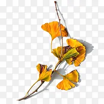 ����֦������Ҷ��ͼ-������