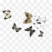 高清蝴蝶1-空若网 高清蝴蝶1-空若网