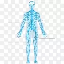中枢神经系统尺神经系统-空若网 中枢神经系统尺神经系统-空若网