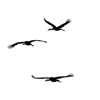 飞鸟剪影-空若网 飞鸟剪影-空若网