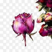 玫瑰花铅笔画素材图片-空若网 玫瑰花铅笔画素材图片-空若网