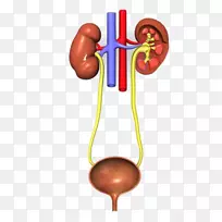 ��йϵͳ��·��Ⱦ�����������ֳϵͳ-��-������