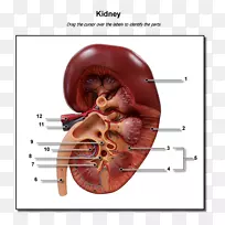 肾脏人体排泄系统解剖肾盏肾-空若网 肾脏人体排泄系统解剖肾盏肾-空若网