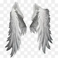 翅膀素材-空若网 翅膀素材-空若网