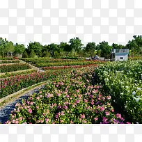 ���麣õ��԰-������