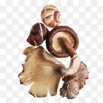 菌类菇类鲜味食物-空若网 菌类菇类鲜味食物-空若网
