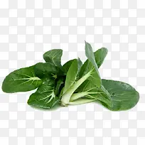 青色小白菜-空若网 青色小白菜-空若网