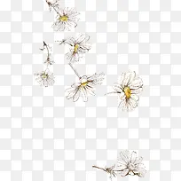 矢量白色花朵-空若网 矢量白色花朵-空若网