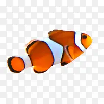 彩色的鱼-空若网 彩色的鱼-空若网