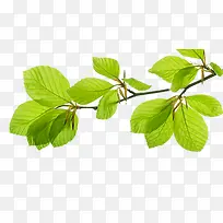 树叶素材元素-空若网 树叶素材元素-空若网