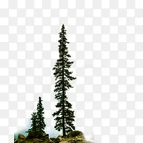 树-高耸入云的枫树-空若网 树-高耸入云的枫树-空若网