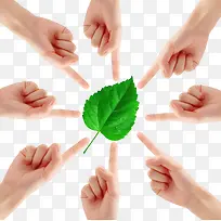 PNG手指桑树叶-空若网 PNG手指桑树叶-空若网