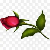 ��ɫõ�廨-������