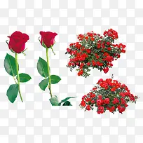 红色玫瑰花-空若网 红色玫瑰花-空若网