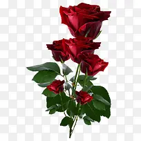 ��ɫõ�廨-������