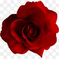 ��ɫõ�廨-������