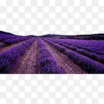 ������޹�²ݻ���-������