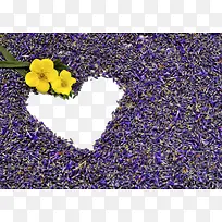 薰衣草免抠图-空若网 薰衣草免抠图-空若网