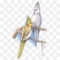 矢量鹦鹉-空若网 矢量鹦鹉-空若网