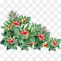 ����Ҷ��-������